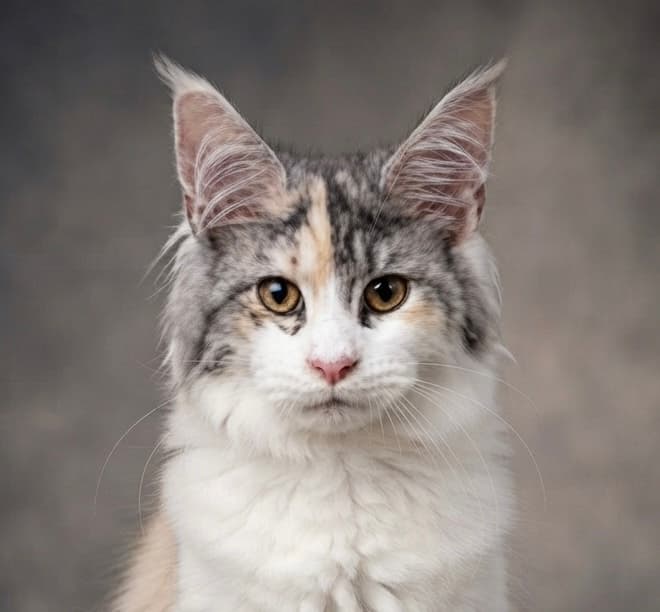 Una du Comte d'O Coon — Maine Coon femelle de la Chatterie du Comte d'O Coon