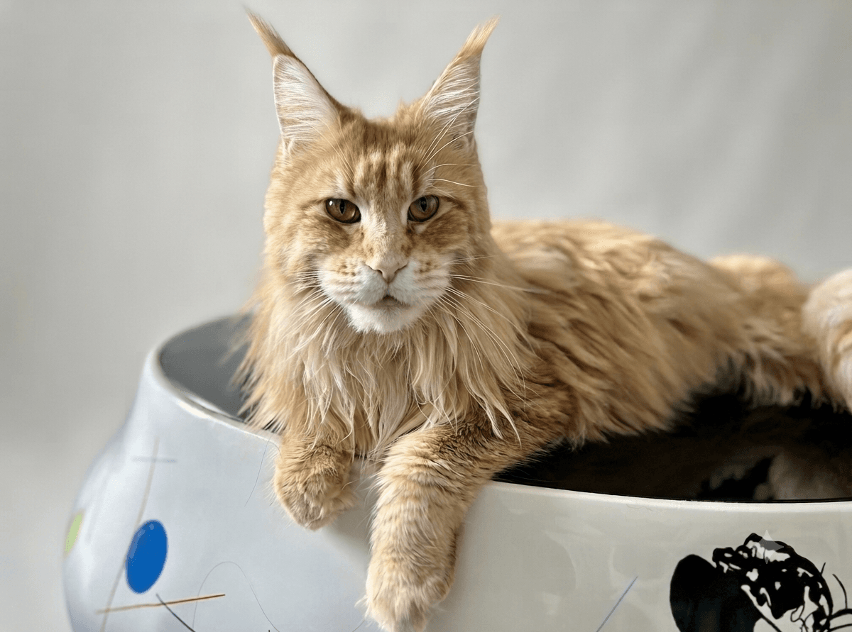 Talya du Laf — Maine Coon femelle de la Chatterie du Comte d'O Coon