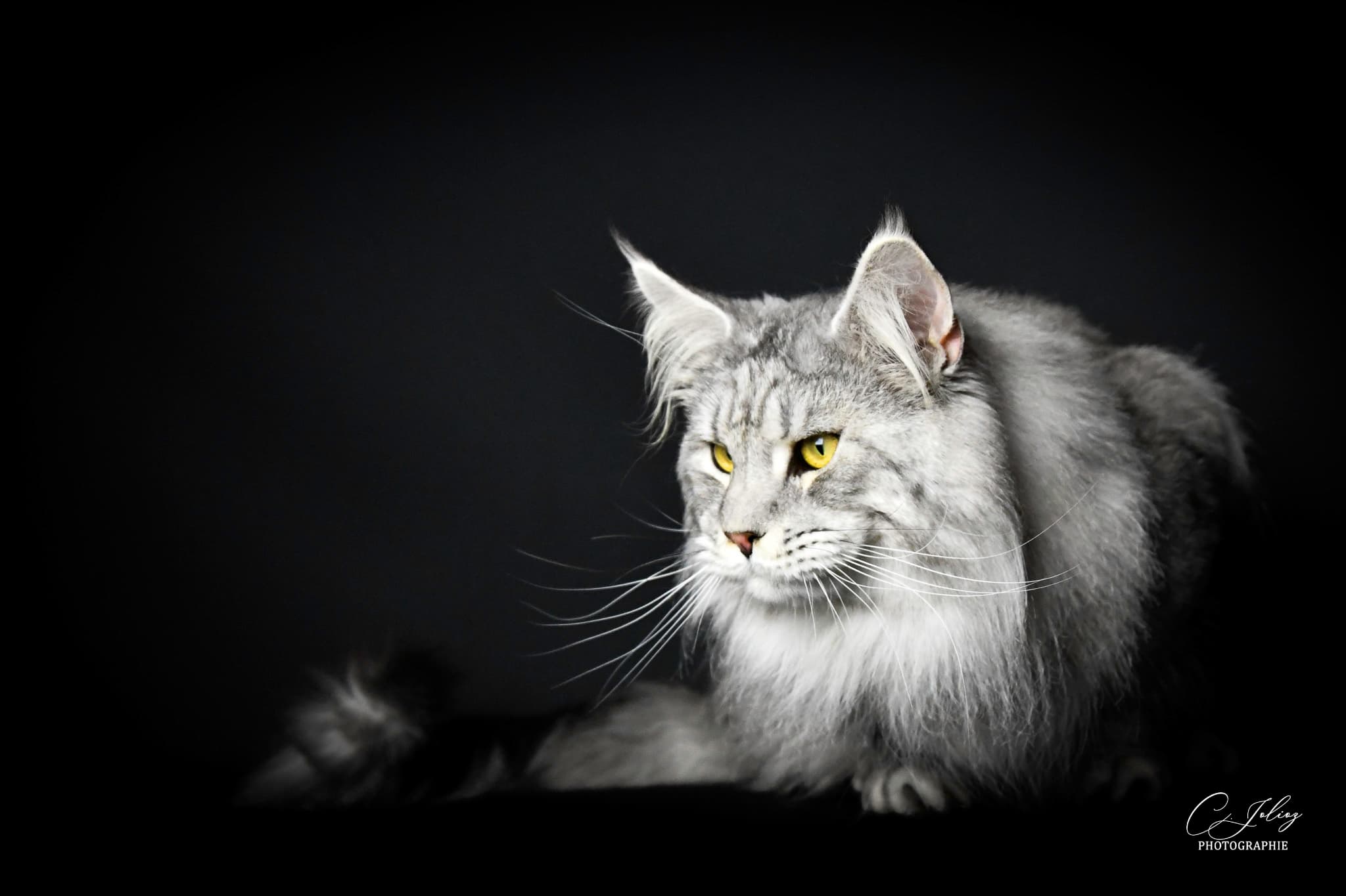 Shiro des Ailes de Mathéo — Maine Coon Black Silver Mackerel Tabby