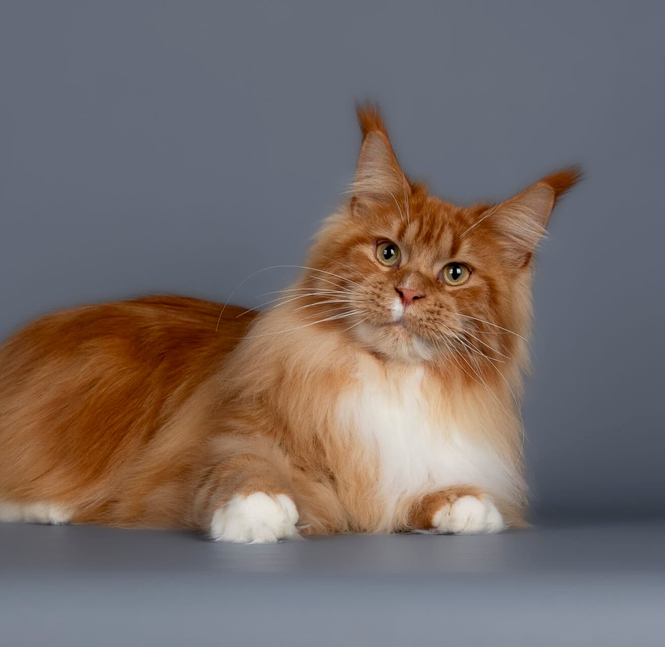 Alpacino des Félins de Vinci — Maine Coon Red Tabby et Blanc