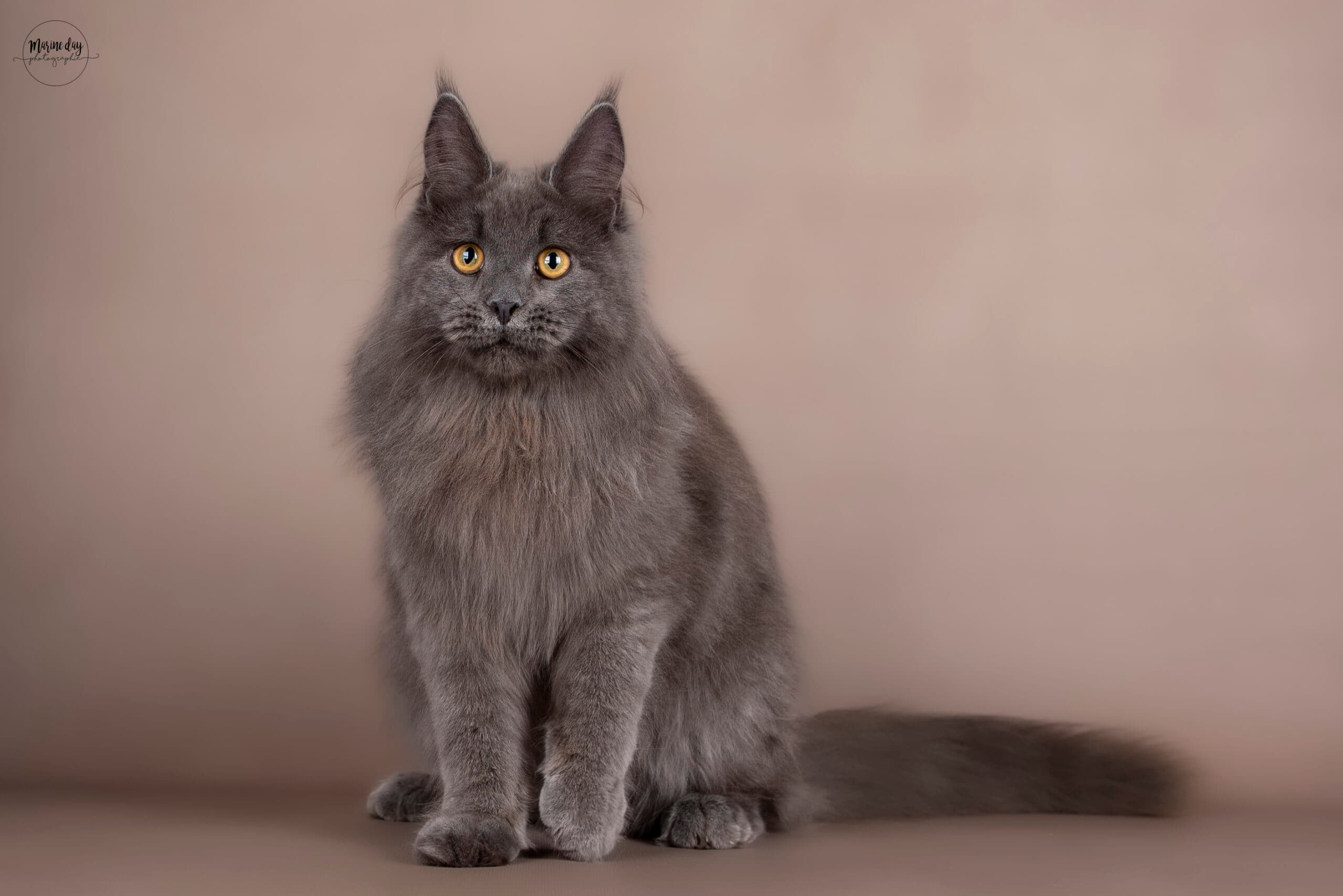 Atome du Comte d'O Coon — Maine Coon bleu