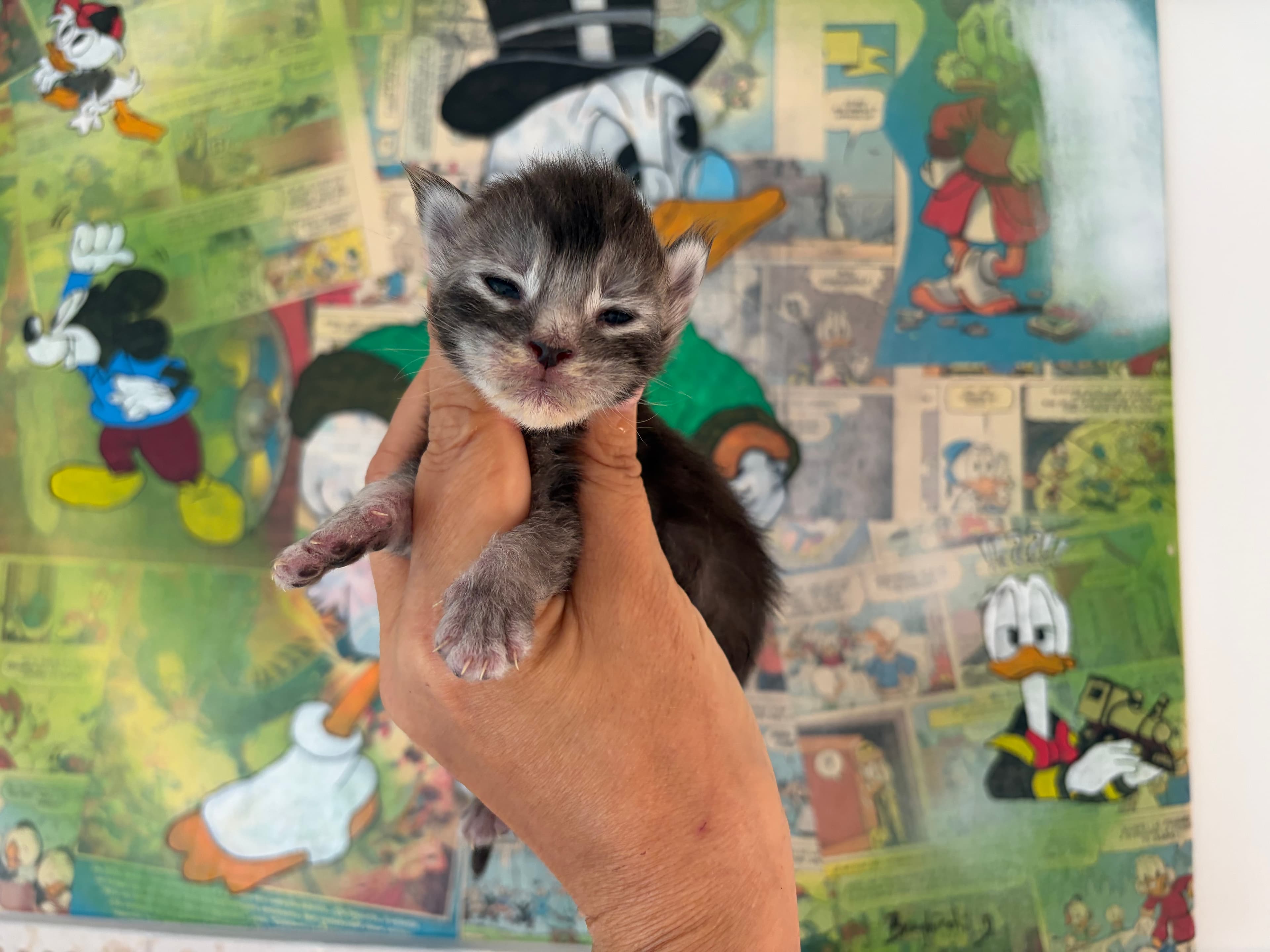 Black Silver Ticked Tabby 