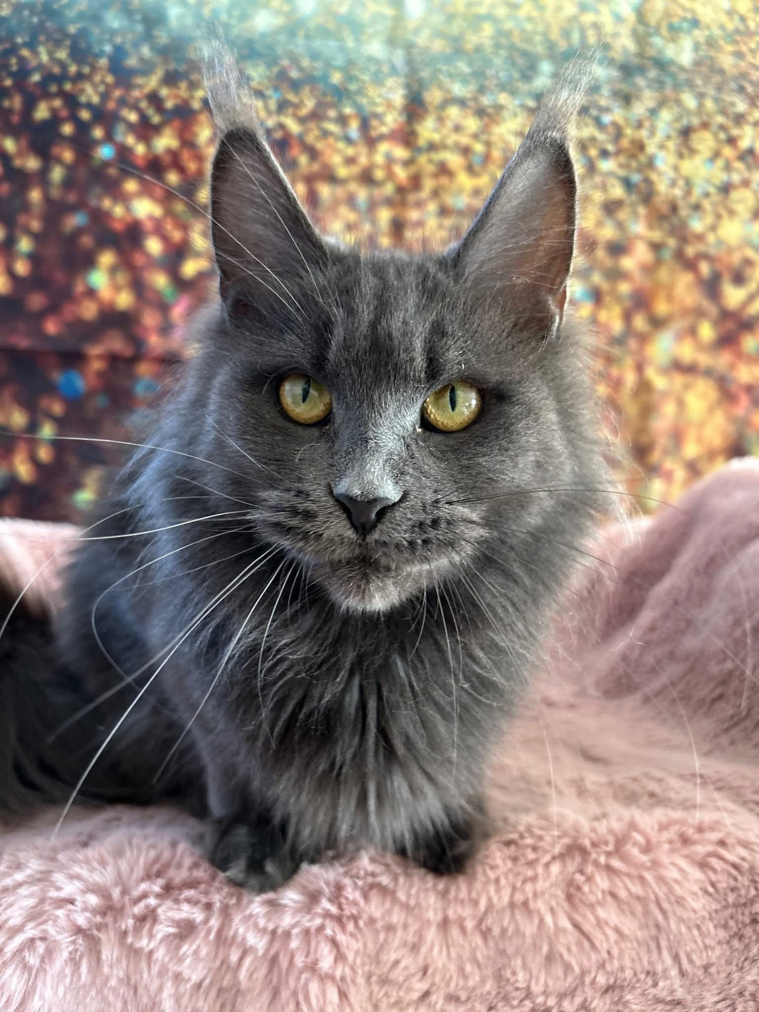 Pearl Histrica (LU) — Maine Coon femelle de la Chatterie du Comte d'O Coon