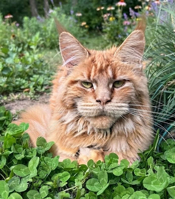 Yuki du Comte d'O Coon — Maine Coon femelle de la Chatterie du Comte d'O Coon