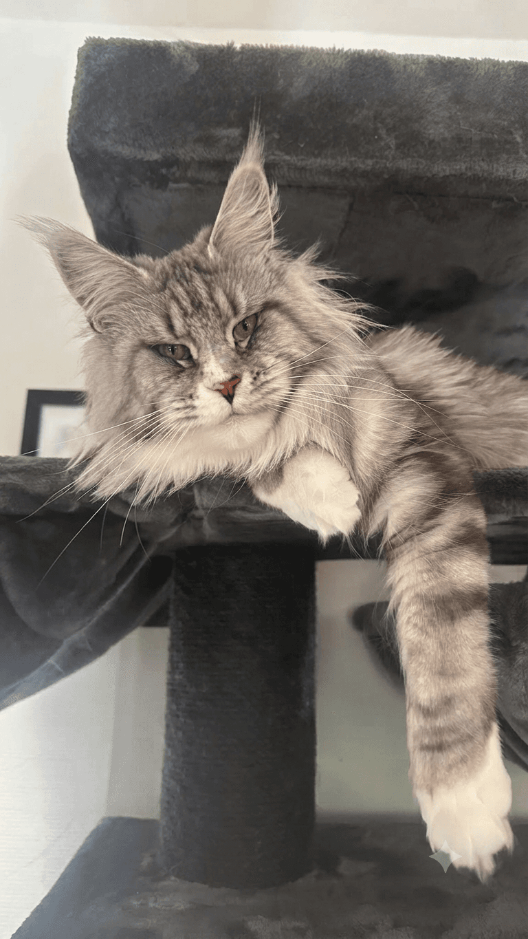 Zairah Du comte D’o coon — Maine Coon femelle de la Chatterie du Comte d'O Coon