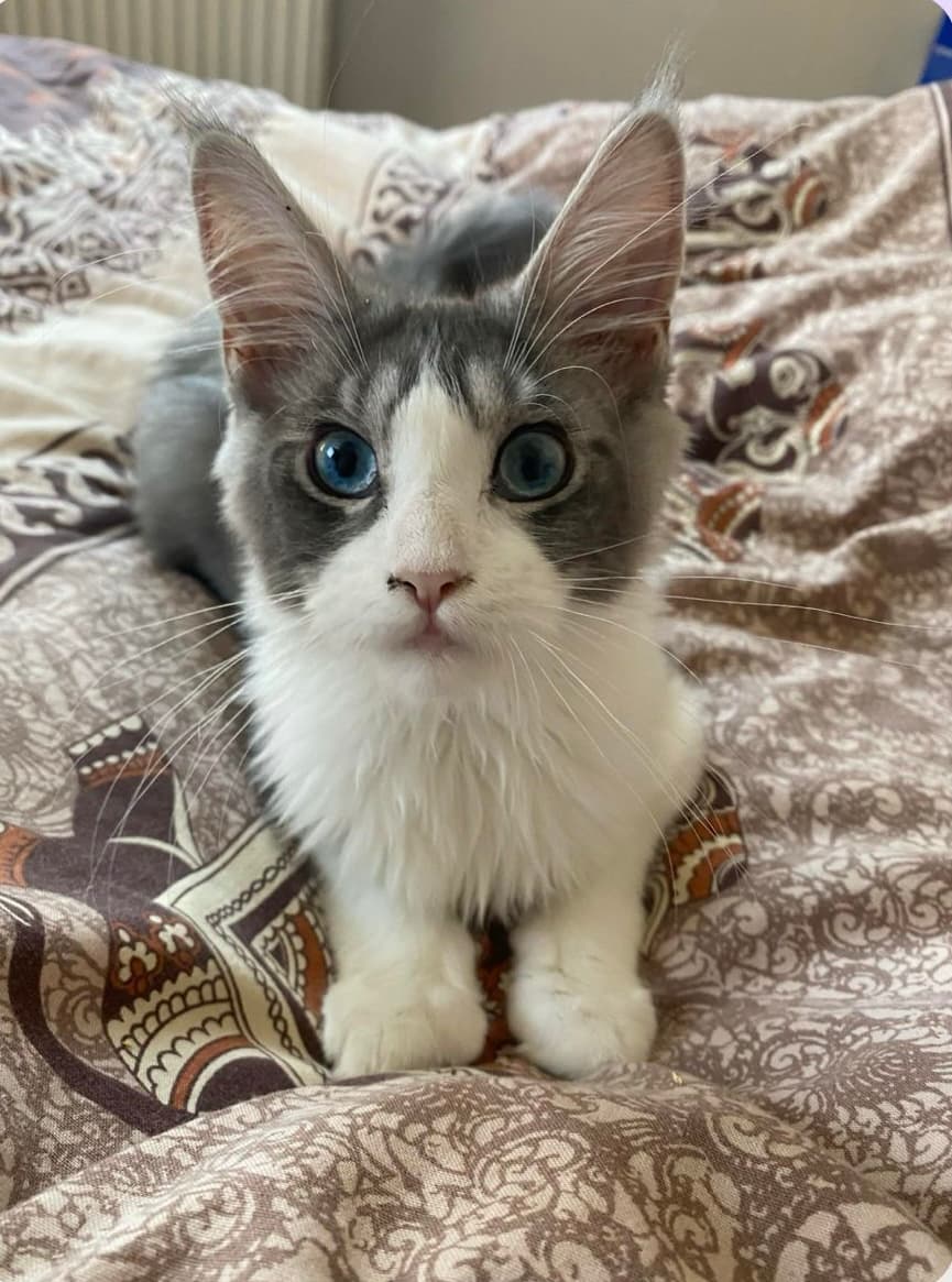 Tahina, Maine Coon de la chatterie