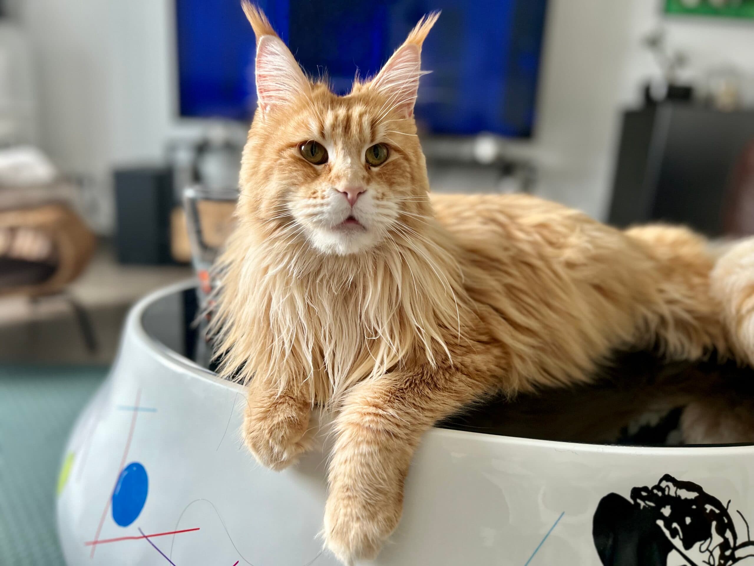 Talya du Laf — Maine Coon Red Mackerel Tabby, femelle de la Chatterie du Comte d'O Coon, installée dans le salon de la maison