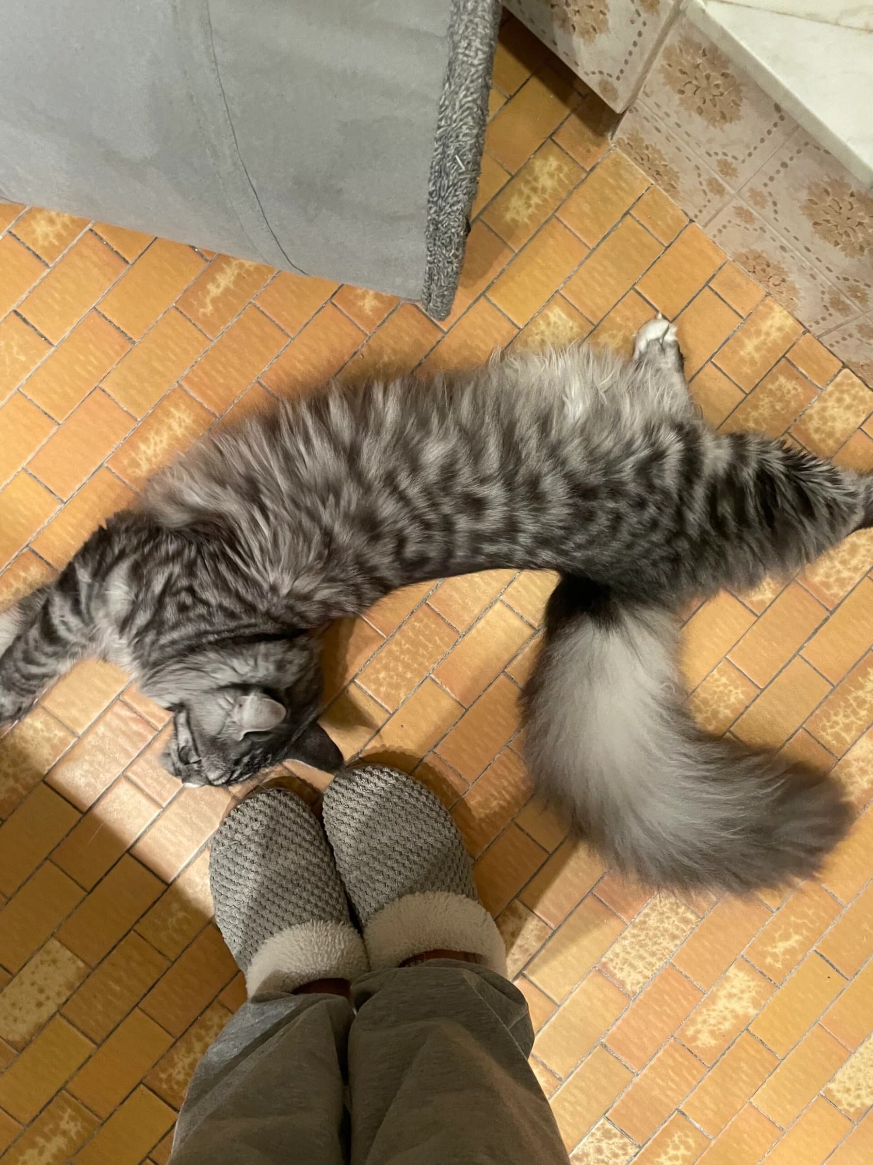 Maine Coon tigré allongé aux pieds d’une personne