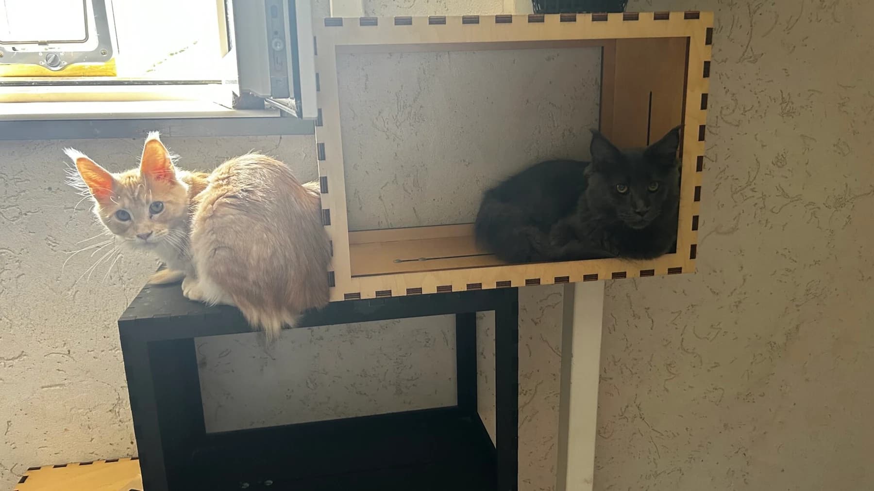 Deux chats installés sur un meuble à niches près d’une fenêtre