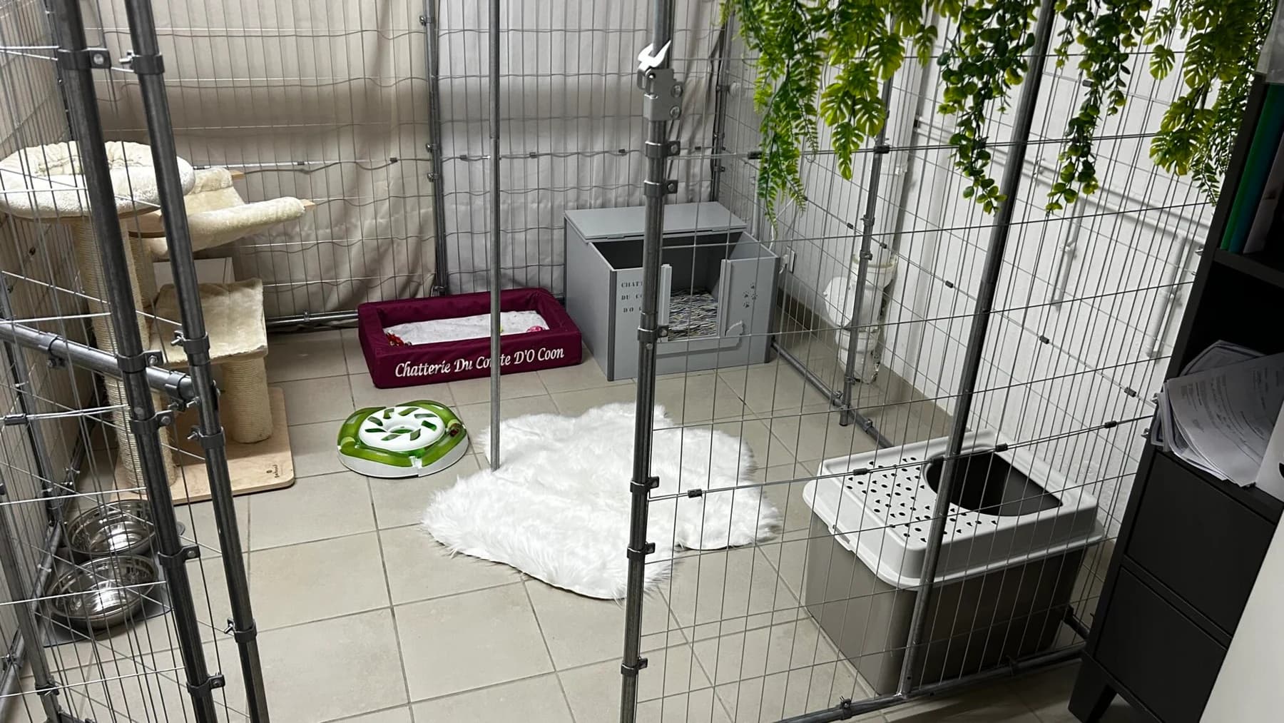 Espace de pension équipé d’un arbre à chat, de couchages, de gamelles et d’un jouet