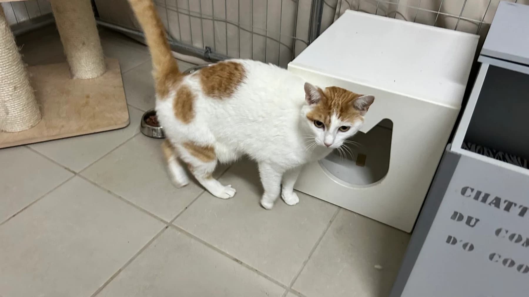 Chat blanc et roux près d’une niche et d’un arbre à chat