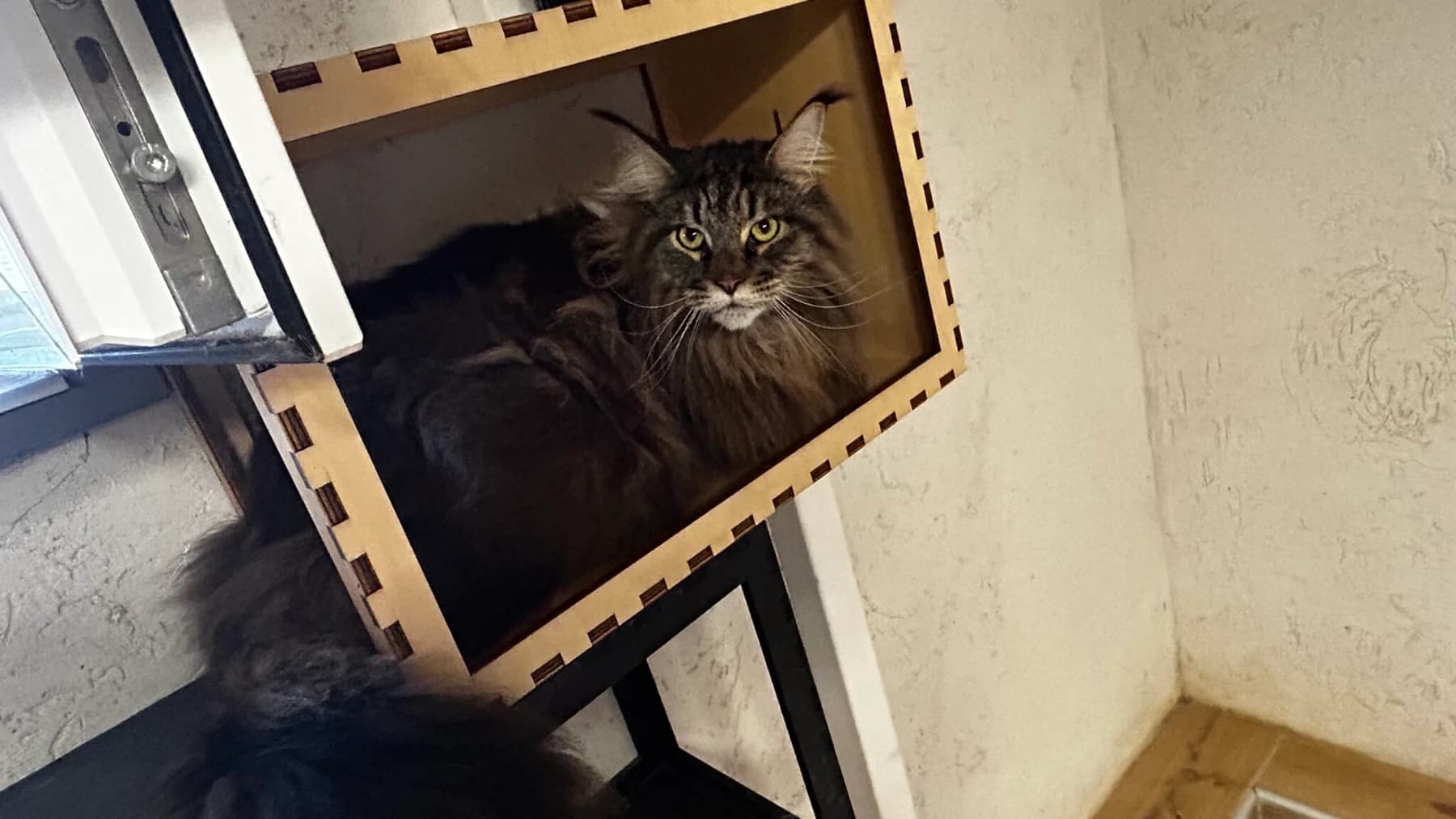 Maine Coon installé dans une niche en bois près d’une fenêtre