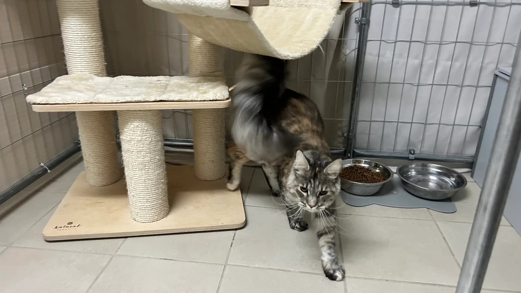 Maine Coon tigré à côté de ses gamelles et de son arbre à chat