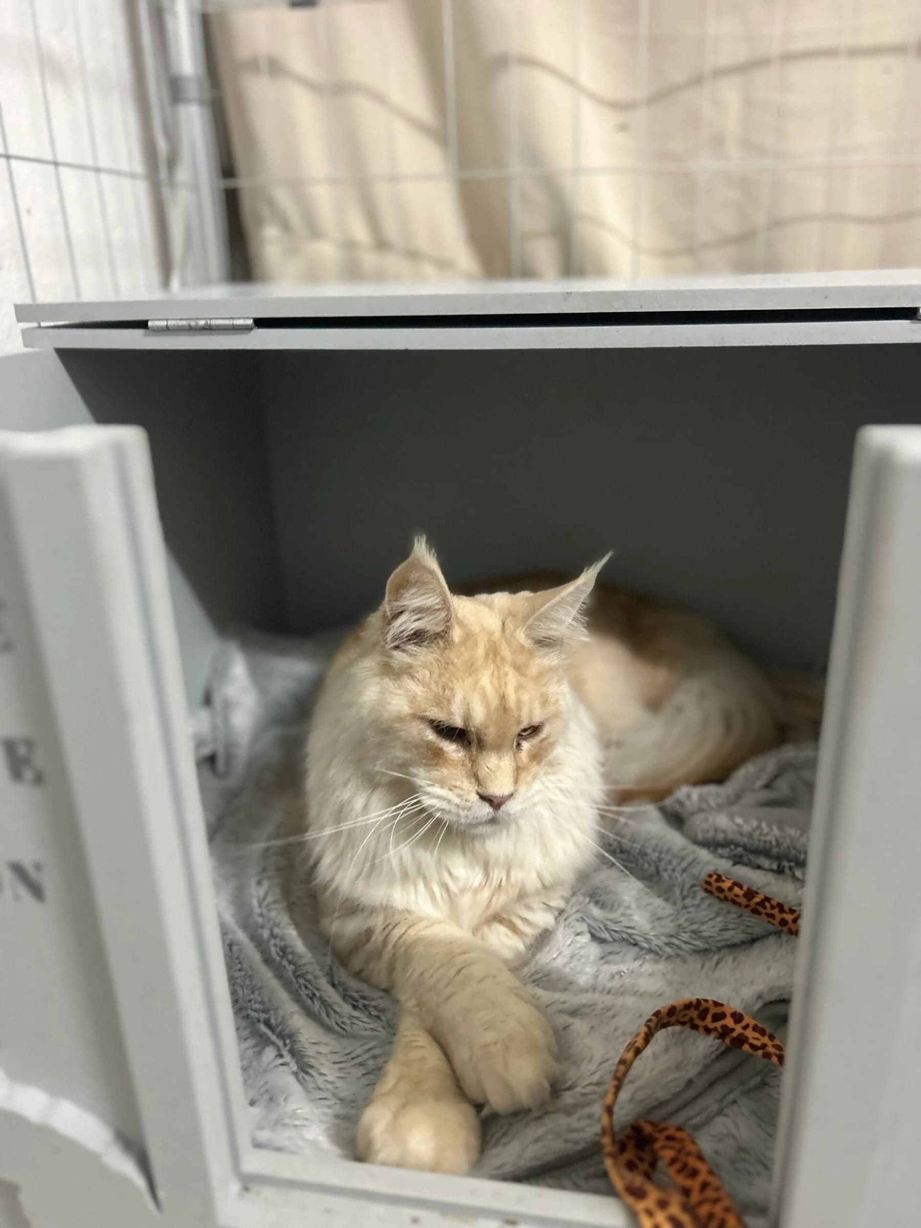 Maine Coon crème au repos dans une niche sur une couverture